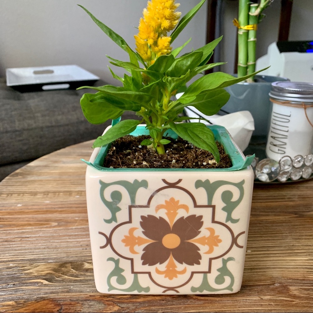 New Anthropologie bohemian succulent pot planter